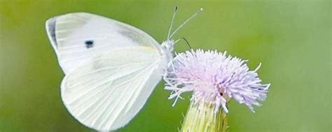 白蝴蝶飛進家裡代表什麼 專名號朝代